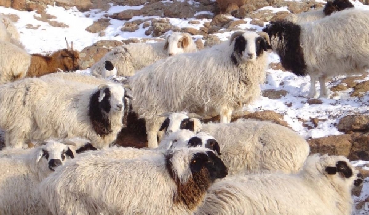 Хятадын цахим орчин “хонин сүргийн бичлэг”-ээр давалгаалав