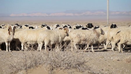 УВС: Аймгийн малчид 1000 хонь хандивлана