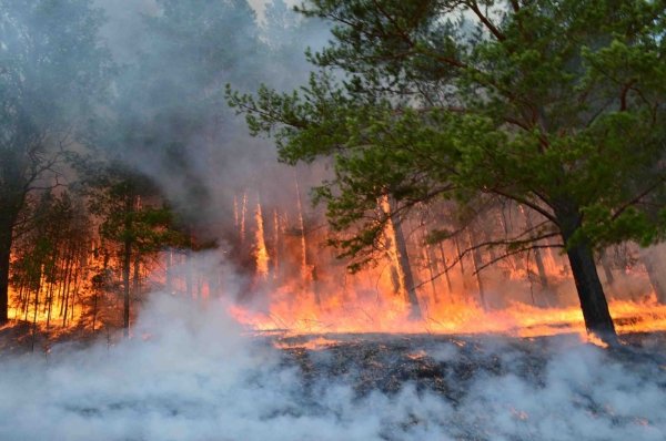 Архангай аймагт гарсан ой хээрийн түймэрт 1000 га талбай шатжээ