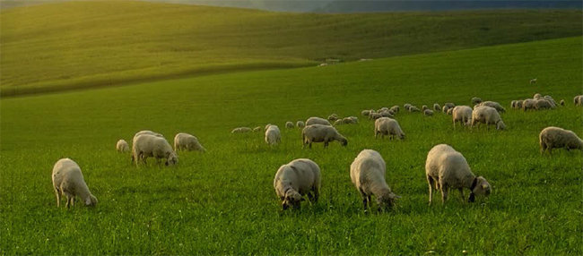 Бэлчээрийн даац 80 сая хонин толгой малыг тэжээлээр хангах багтаамжтай байна