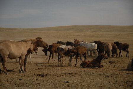 Монгол Улс адууны тоогоор дэлхийд дөрөвдүгээрт жагсдаг