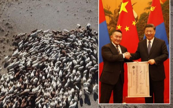 Хятадад хандивлах 30 мянган хонины эхний хэсгийг ирэх сард хил давуулна