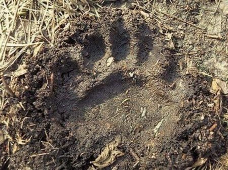 Санзай орчимд баавгайн мөр илэрчээ