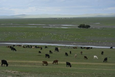 Өмнөд хөршид нийлүүлэх 30 мянган хонийг Замын-Үүдийн боомтоор нэвтрүүлэхээр хэлэлцэж байна