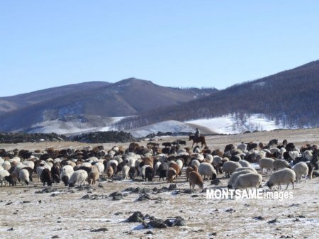 Улсын хэмжээнд 25 сая мал төллөнө