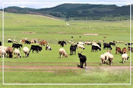 Бэлчээрийн ургамлын дундаж өндөр 2-8 см байна