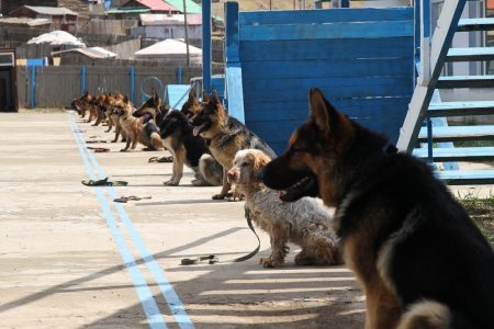 Монголын ГААЛЬ мэргэжлийн албаны нохой сургагчийг бэлтгэнэ