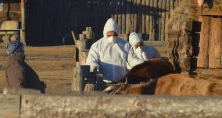 Орхон аймаг 20 мянга гаруй үхэр, гахайд шүлхий өвчнөөс сэргийлэх вакцин хийнэ