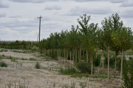 "Ногоон Дорноговь" зорилтот хөтөлбөрийг "Тэрбум мод" хөтөлбөртэй уялдуулан хэрэгжүүлнэ