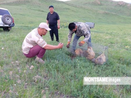 СҮХБААТАР: Монгол тарвага сэргээн нутагшууллаа