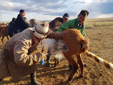 ДУНДГОВЬ: Монгол адууны гайхамшиг, нүүдэлчин түмний адуу маллах өв соёлыг сурталчилна