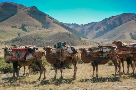 ХОВД: Манхан сумаас хөдөлсөн тэмээн жин 120 км замыг туулна