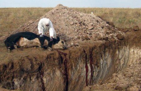 ЗӨВЛӨМЖ: Боом өвчнөөр мал өвчилсөн үед авах арга хэмжээ