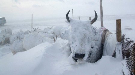 Таван аймгийн 15 суманд зуд болох эрсдэл өндөр байна