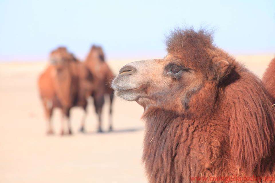 Өмнөговь аймаг хамгийн олон тэмээ тоолуулжээ