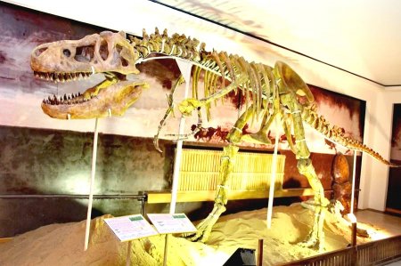 БАЯНХОНГОР: Дэлхийд таван динозаврын яс бүтнээрээ олдоод байгаагийн нэг нь аймгийн “Байгалийн музей”-д хадгалагдаж байна