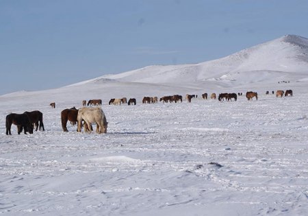 "Монгол орны бэлчээрийн 70 хувь доройтсон”