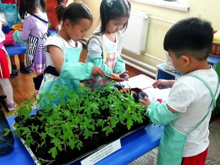 ДАРХАН-УУЛ: Цэцэрлэгийн хүүхдүүд нэг наст цэцгийн үрсэлгээ бэлтгэжээ