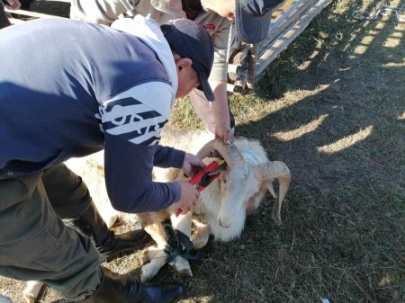 СЭЛЭНГЭ: Бог малын хээлтүүлэгчид үзлэг ангилалт хийж бүртгэлжүүлж байна