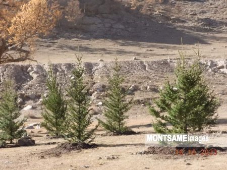 АРХАНГАЙ: Өвөг дээдэс, аав нарынхаа гэгээн дурсгалд зориулж, ногоон төгөл байгуулах ажлыг эхлүүллээ