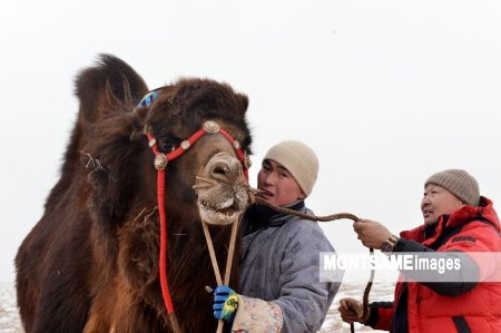 Хос бөхт тэмээний 30 гаруй хувь нь Монголд байдаг