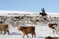 Танилц: Хоёрдугаар сарын 1-н хүртэл малчдаас амьд хонь худалдан авах аж ахуйн нэгжүүд