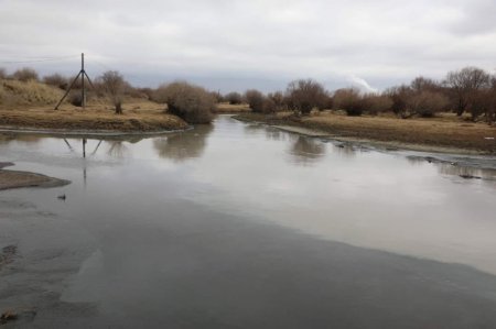 Туул голын уснаас дөрвөн төрлийн нян илэрчээ