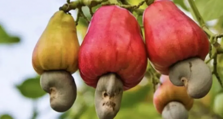 Өсвөр насныханд кешью идэхийг зөвлөж байна