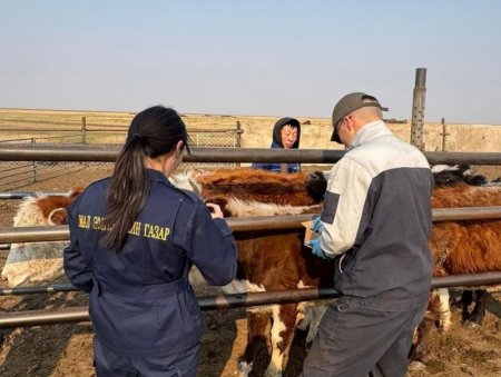 Шүлхий өвчнөөс урьдчилан сэргийлэх дархлаажуулалт 45 хувьтай үргэлжилж байна