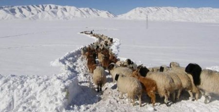 Баян-Өлгий, Увс, Ховдын ихэнх нутгаар зудын хүндрэл үүсэх эрсдэлтэй байна