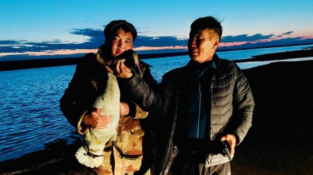 Сүргээсээ хоцорсон хунг Хар ус нуурын тохойд өвөлжүүлнэ