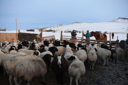 Хөвсгөл аймаг малын тоогоор тэргүүлж байна