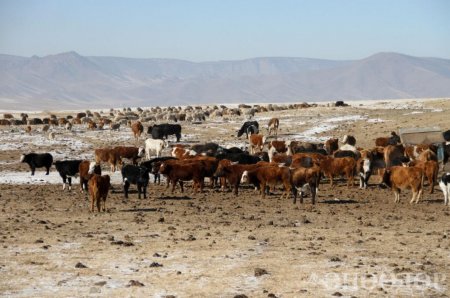 Малын өвөлжилтийн байдал 9 аймагт их хүндрэлтэй байх төлөвтэй байна