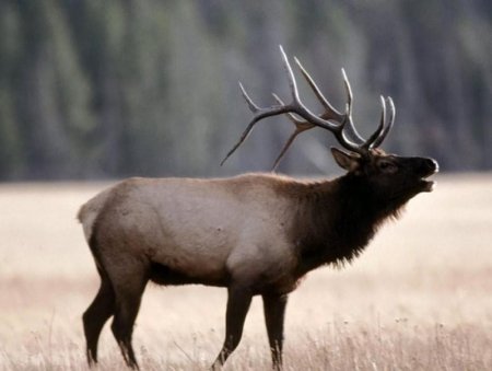 Бугын эвэрт сүлбүүлж амиа алдсан байж болзошгүй хэргийг шалгаж байна