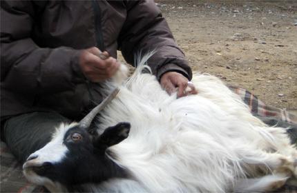 Ямааны арьс 60 мянга бол хонины нэхий 3000, ноолуур 170.000-208.000 төгрөг байна