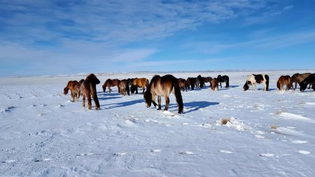 Өвлийн саруудад нутгийн хойд хэсгээр олон жилийн дунджаас хүйтэн байх төлөвтэй байна