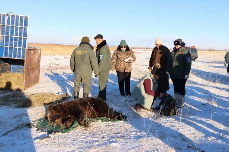 Тэс суманд орж ирсэн баавгайг Хан хэнтийн тусгай хамгаалалттай газарт шилжүүлжээ