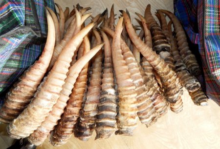 Бөхөнгийн эврийг худалдсанаар хулгайн ан, хууль бус наймааг гааруулах эрсдэлтэй гэв