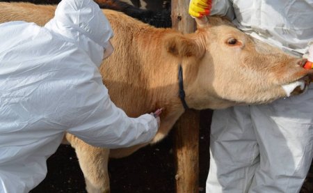 Төв аймгийн Баянжаргалан сумд бог мал шүлхийгээр өвчилсөн нь батлагдлаа