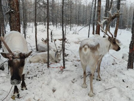 Хөвсгөл аймгийн цаан сүргийн тоо толгой 6.4 хувиар өсжээ