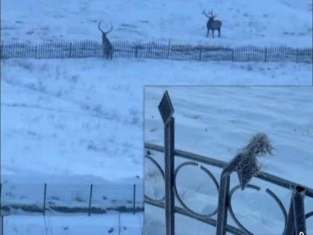 Богдхан ууланд үзүүртэй, төмөр хашаанд буга сүлбүүлж үхжээ