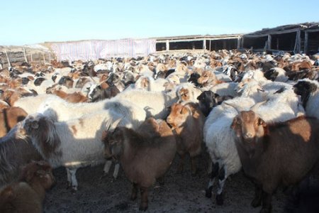 Мал худалдах нэрийдлээр БНХАУ-ын иргэнд 1.4 тэрбум төгрөгөө залилуулжээ