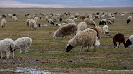 Малын индексжүүлсэн даатгалын босгыг таван хувь болгов