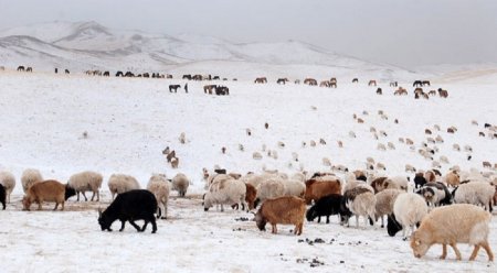 11 аймгийн 43 сум цагаан зудтай байна