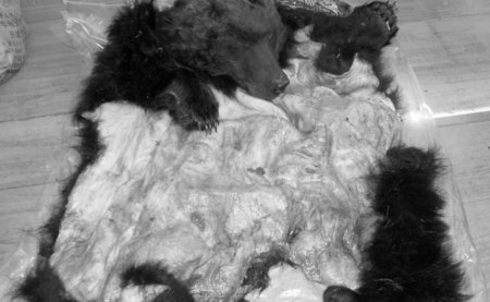 Хүрэн баавгайг хууль бусаар агнасан хэргийг илрүүлжээ