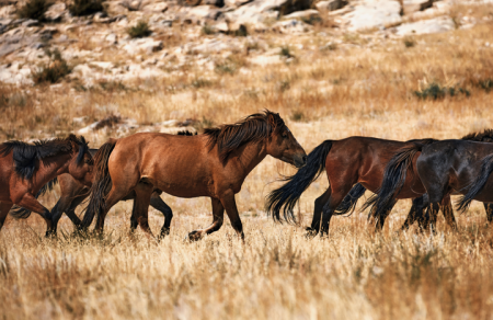 "Дэлхийн адууны өдөр"-өөр дөрвөн байршилд адуу эмчилгээний төв байгуулна