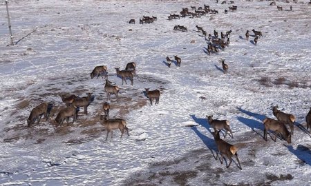 Бугын сүргийг уулын бүс рүү тууж гаргав