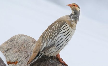 Алтайн хойлог шувуу агнажээ