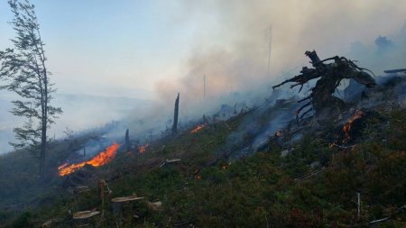 Ой хээрийн түймэр тавьсан хэргийг шүүхээр шийдвэрлүүлжээ