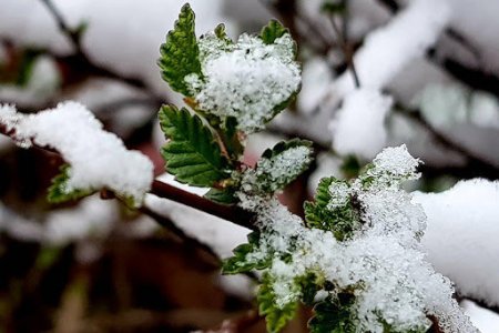 Зүүн аймгуудын нутгийн өмнөд хэсгээр нойтон цас орно